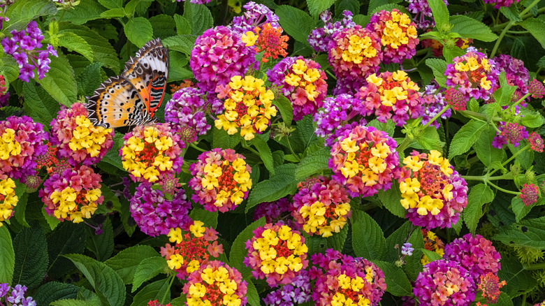 Pink, purple, and orange flowers on a lantana bush with a visiting butterfly.