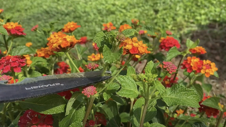 A pair of shears snips the stem of a lantana bush.