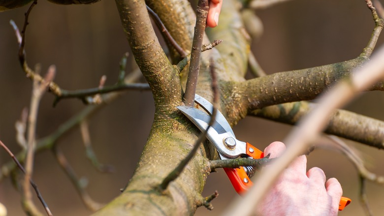 person pruning branch