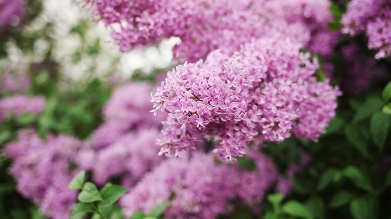 close up of pink lilacs