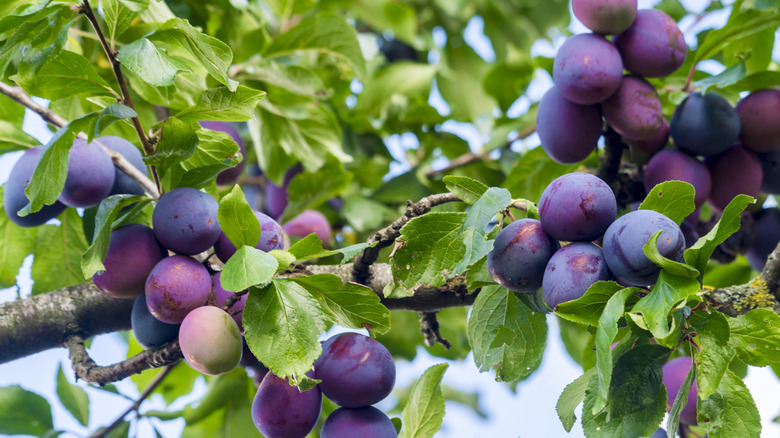 Ripe plums on tree branches