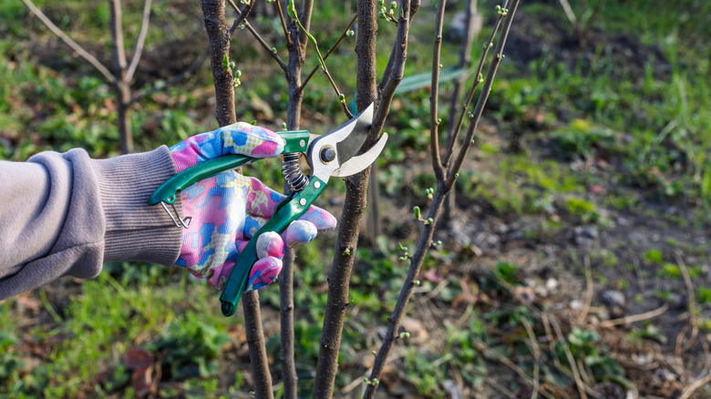 Gloved hands pruning a young plum tree