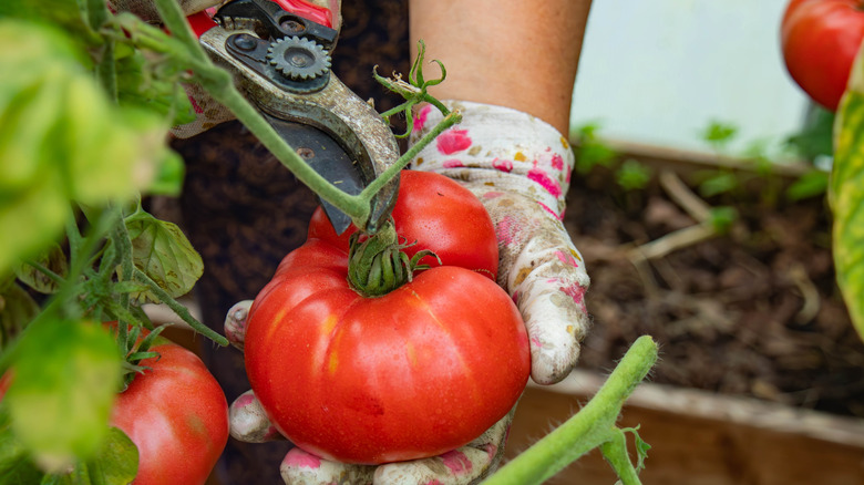 Gloved hands cutting a tomato from a pruned tomato vine with garden shears