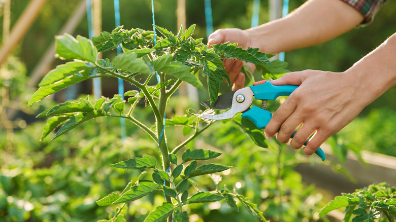 hands pruning tomato plant with garden shears