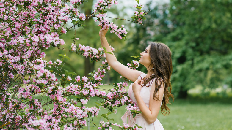 Woman admiring weigela bush in bloom