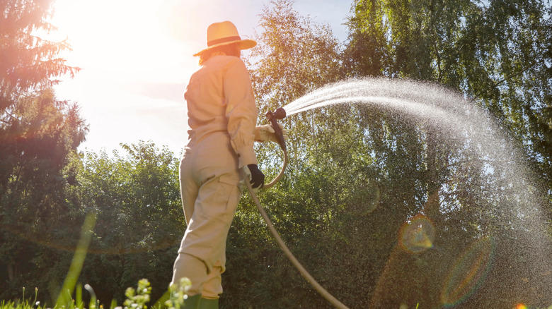 Person pictured from behind watering the garden with a hosepipe