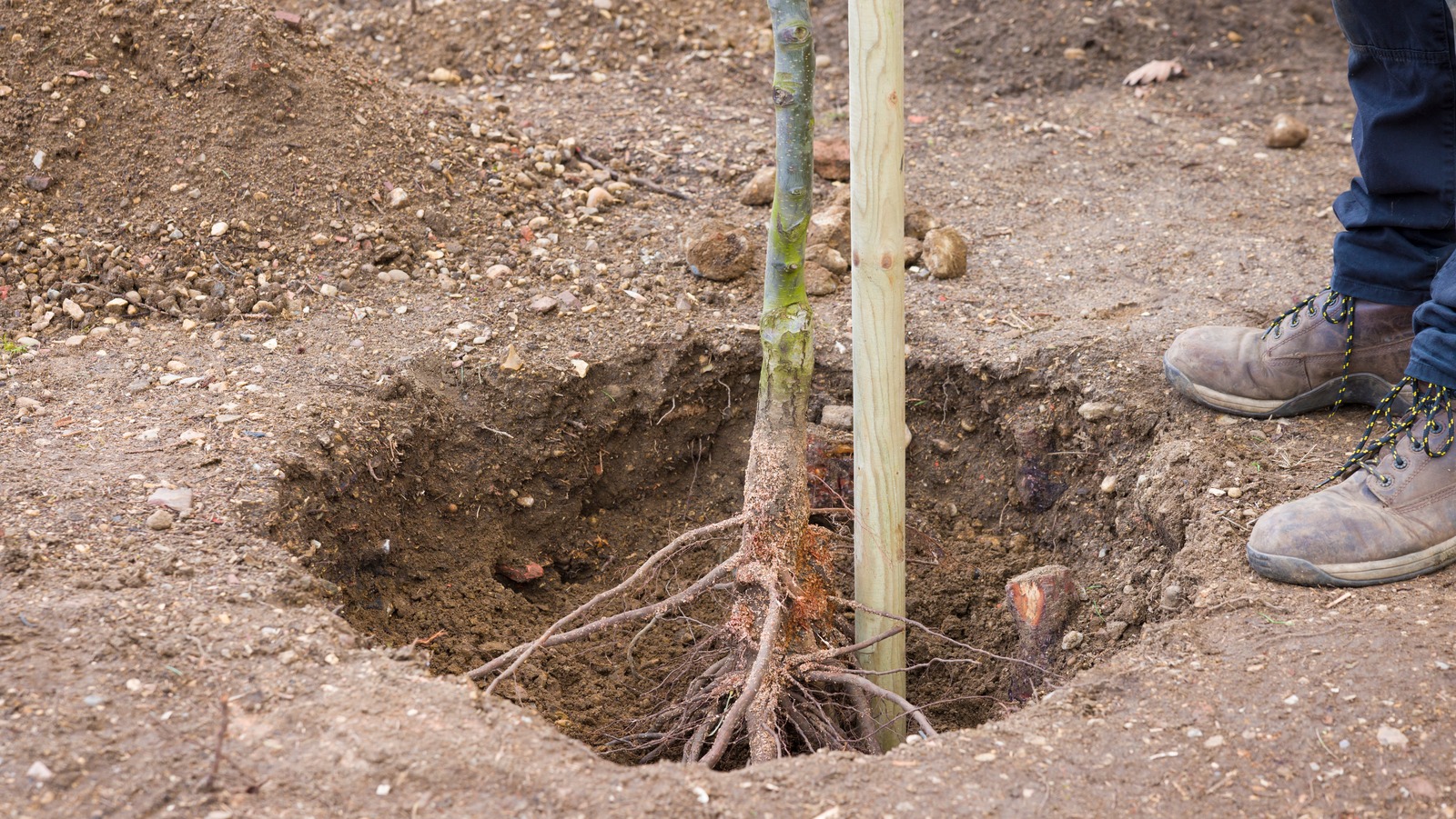 The Best Time To Remove Stakes From Your Newly Planted Trees