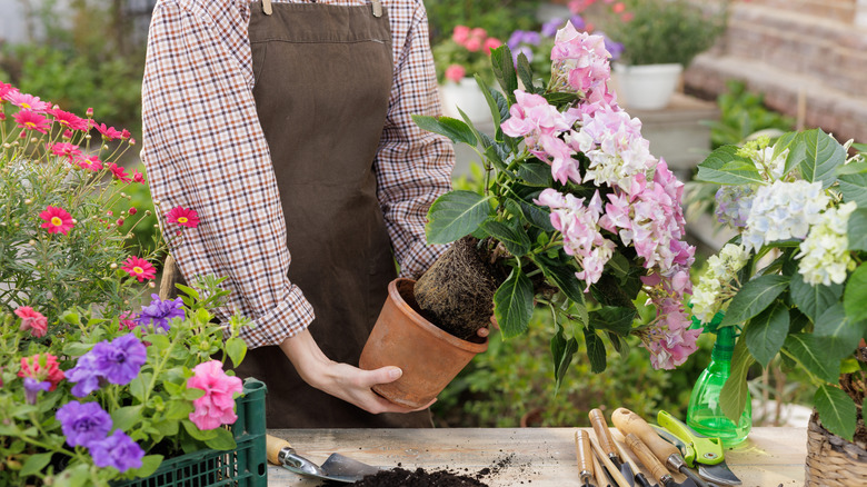 A gardener pulls a root bound hydrangea in full bloom out of a small terra cotta planter.