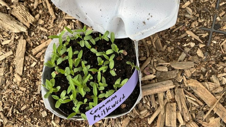 Common milkweed seedlings growing in a milk carton produced through the winter-sowing method.