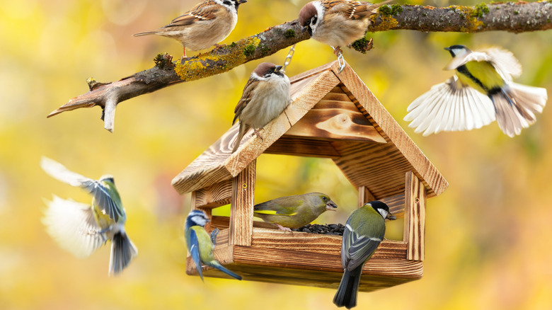 a variety of small birds flocking around a bird feeder