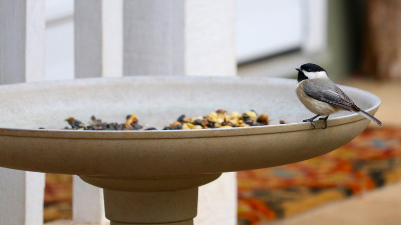 a small bird perched on the rim of a tray of bird seed