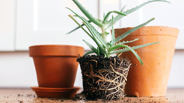 Plant next to two pots