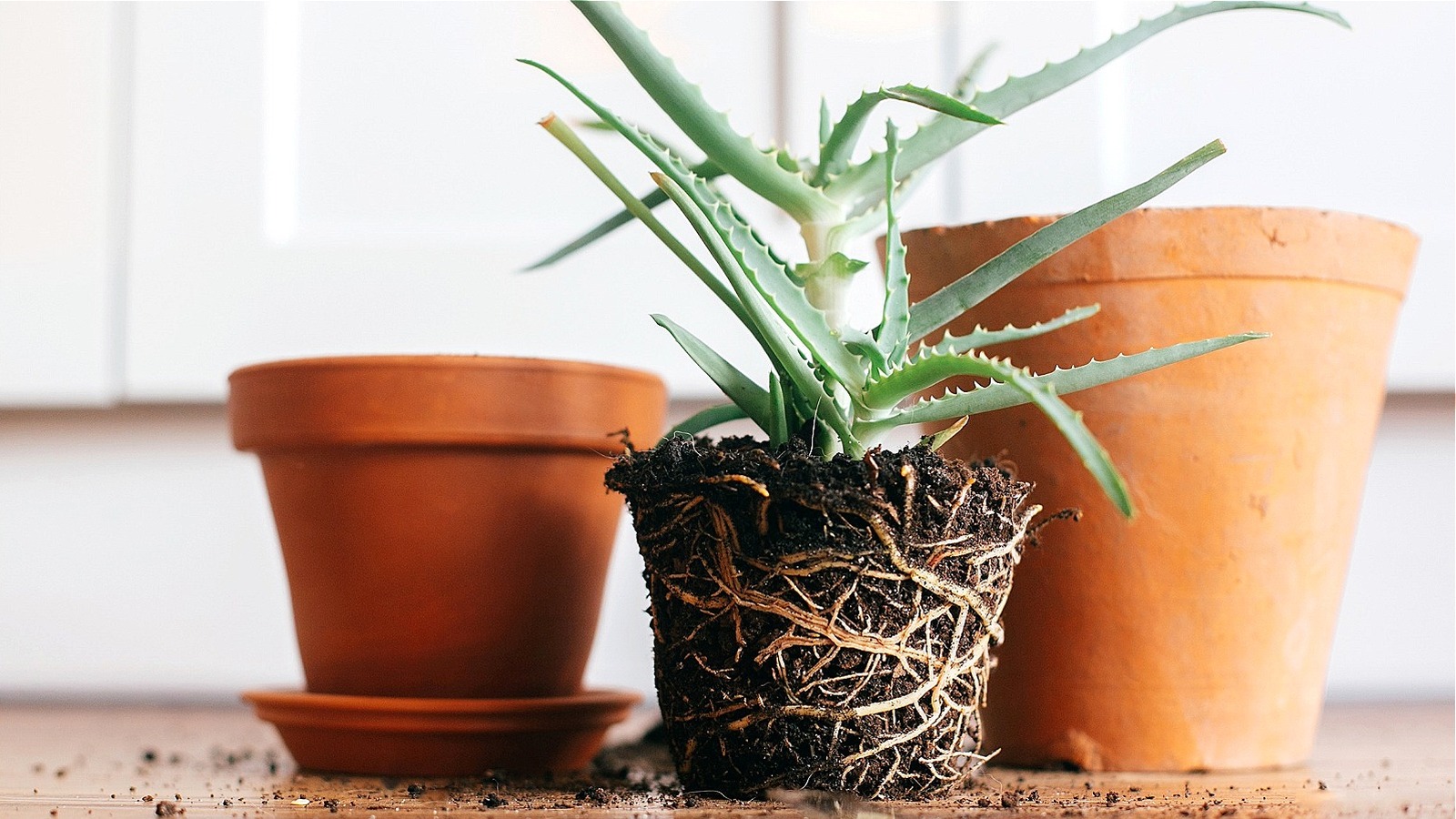 The Best Tips For Choosing The Right Container For Your Indoor Plants