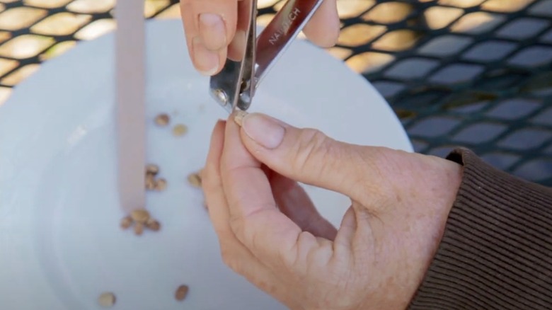 Gardener using a pair of nail clippers to nick the end of a seed
