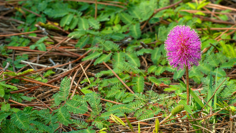 Powderpuff mimosa growing as a ground cover with one delicate flower