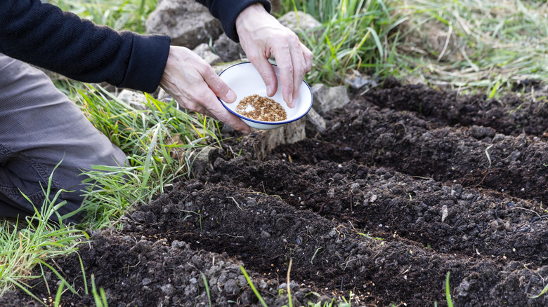Gardener sowing seeds in furrows in a prepared garden bed