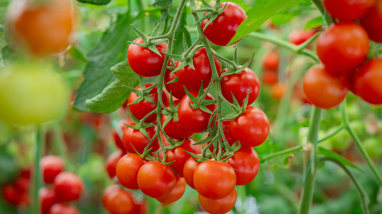 cherry tomatoes growing