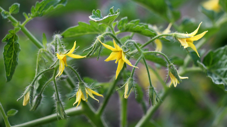 tomato in bloom