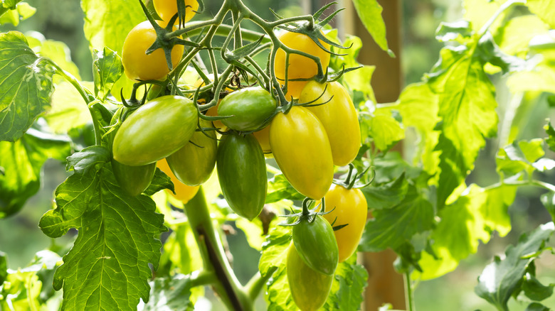 Yellow and green tomato fruits