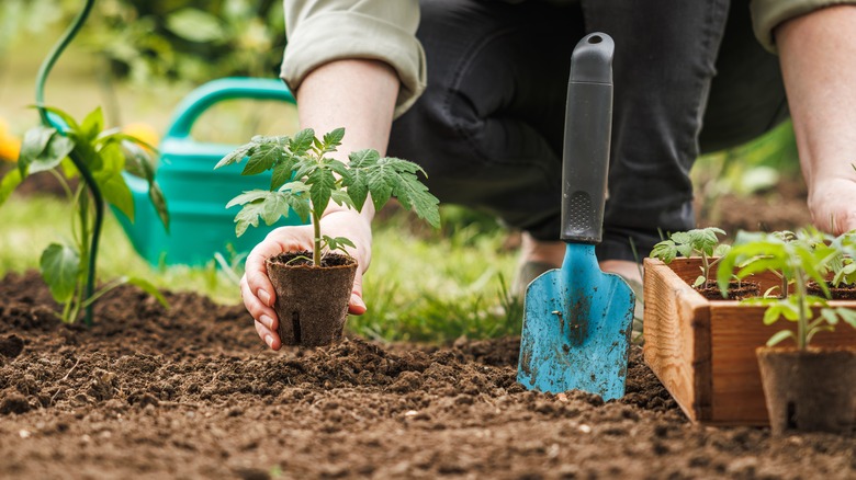 Hands planting a tomato seedling in a garden bed