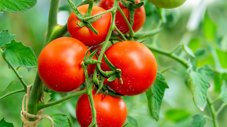 Close-up of red tomatoes on a vine
