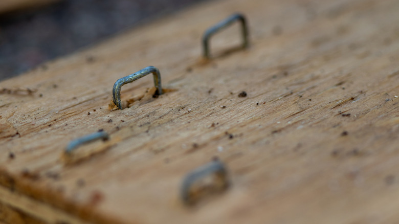 Close-up of heavy-duty staples in wood