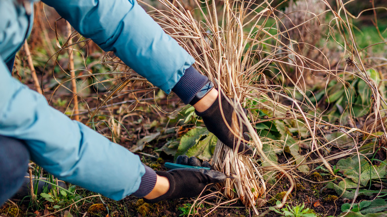 Woman cutting back dead grasses
