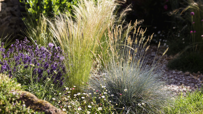 Healthy ornamental grasses
