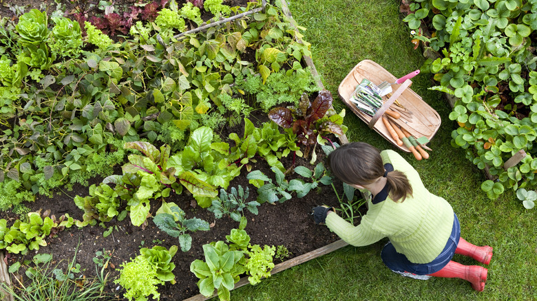 raised bed garden