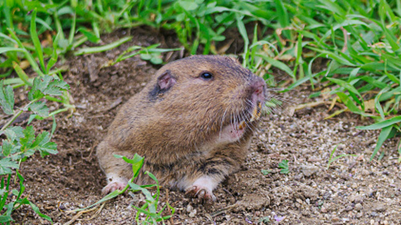 Close-up shot of a pocket gopher pocking its head outside its burrow