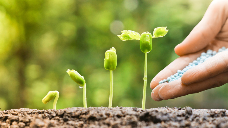 Hand putting fertilizer on young plants going through different stages of germination