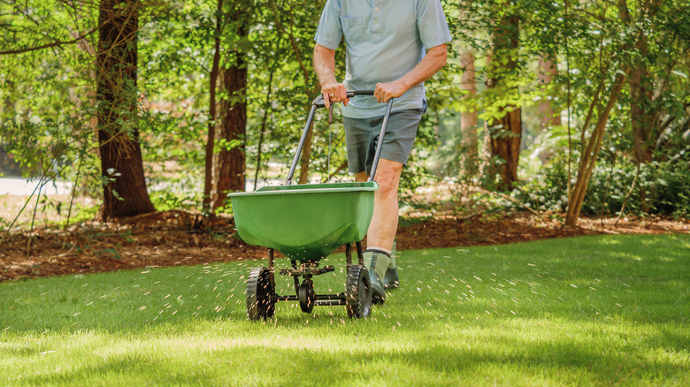 Man fertilizing and seeding lawn with spreader