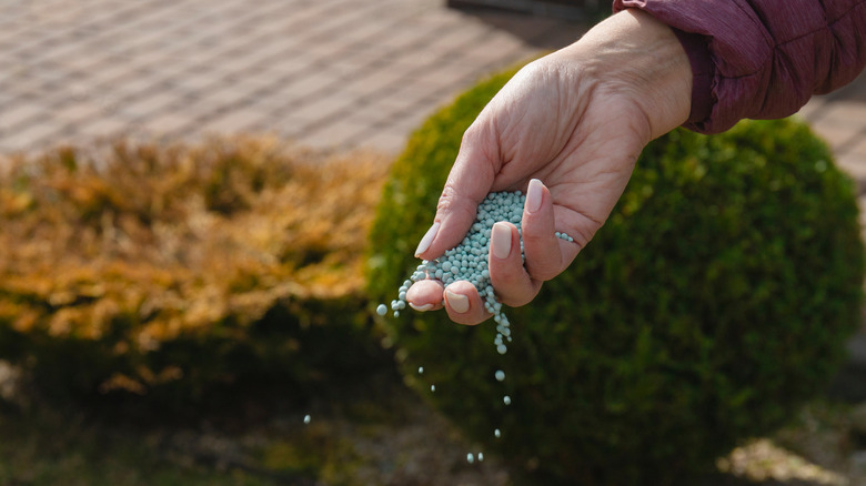 A person sprinkling fertilizer over grass