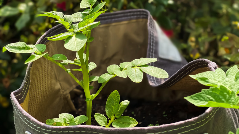A small plant sticking out of a grow bag