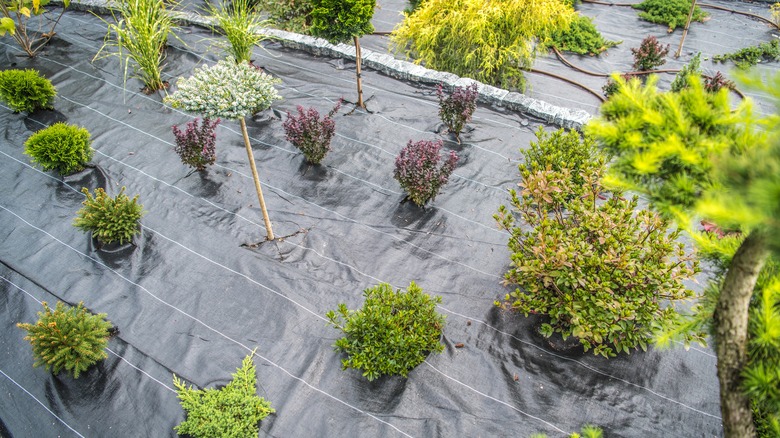 landscape fabric in garden