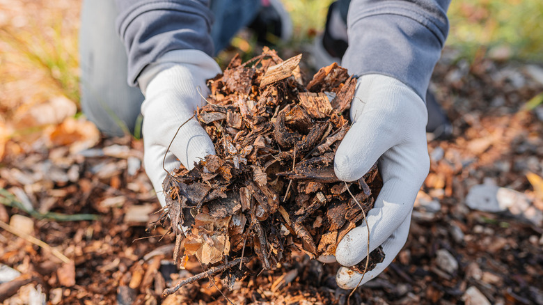 Gloved hands scooping wood mulch from landscaping
