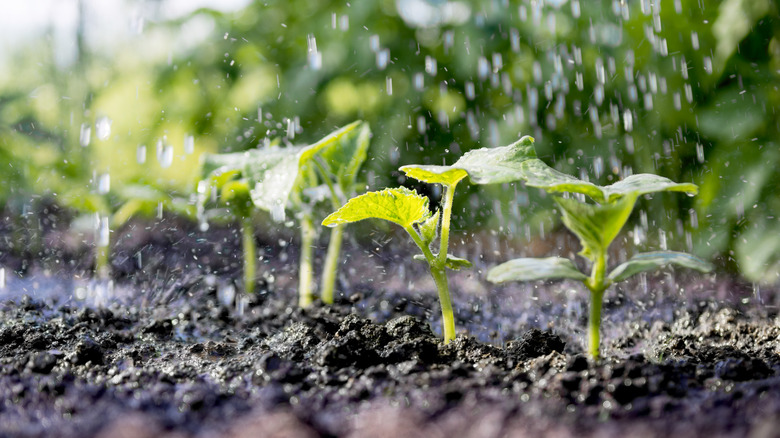 rain on sprouts
