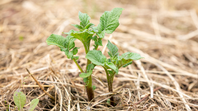 Straw mulch