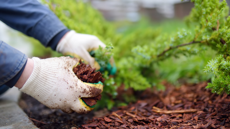 Pine bark mulch