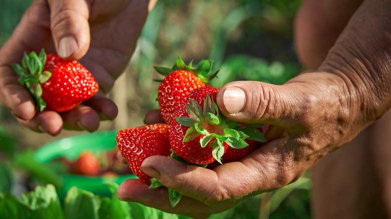 Strawberries with straw mulch