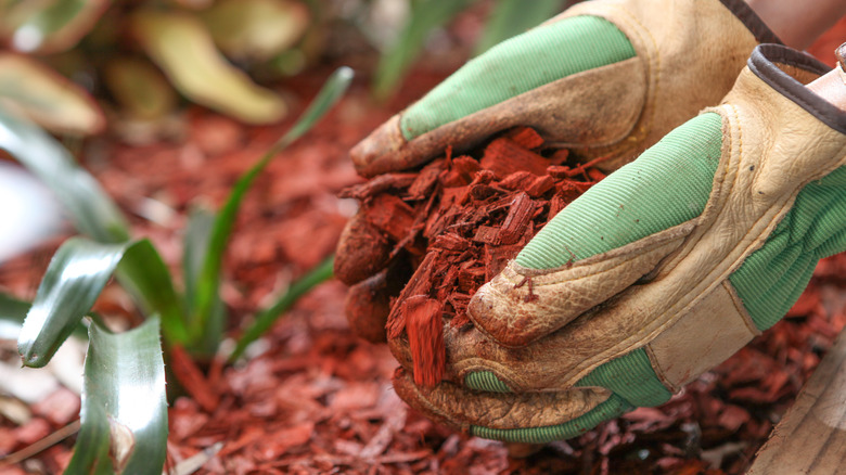 Red cedar mulch in flowerbed