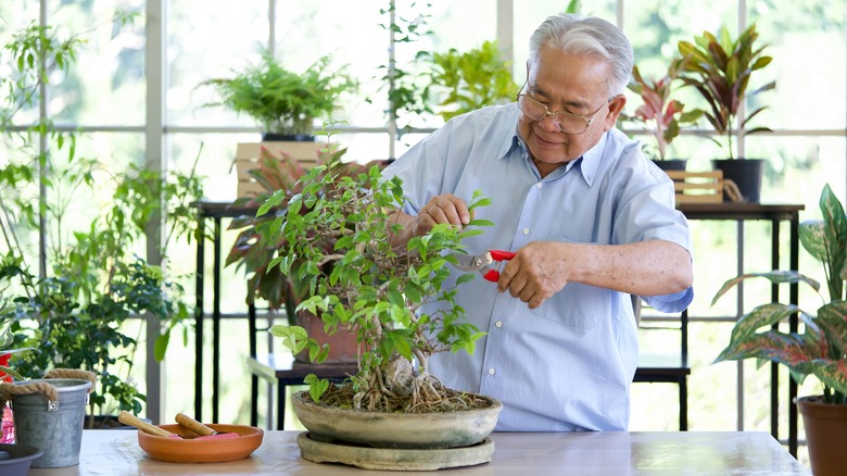 Man trimming bonsai tree