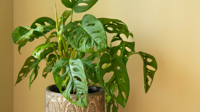 A monstera pot in a decorative ceramic pot