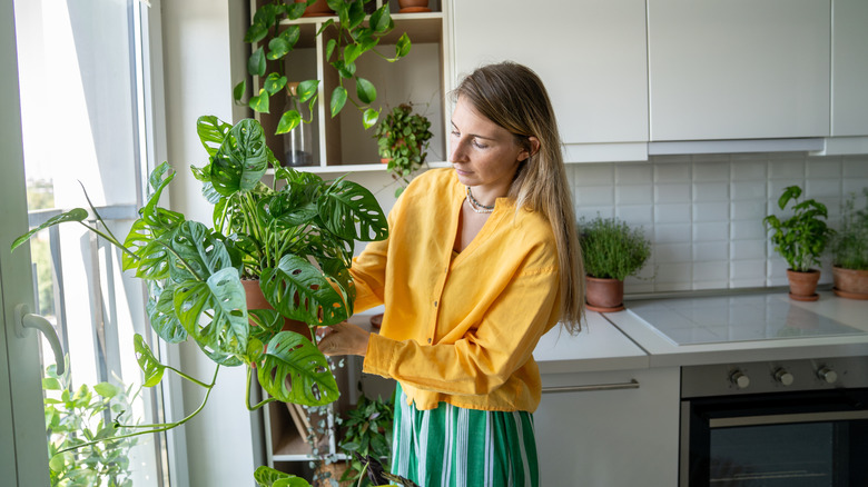 Woman holding a monstera houseplant by the pot