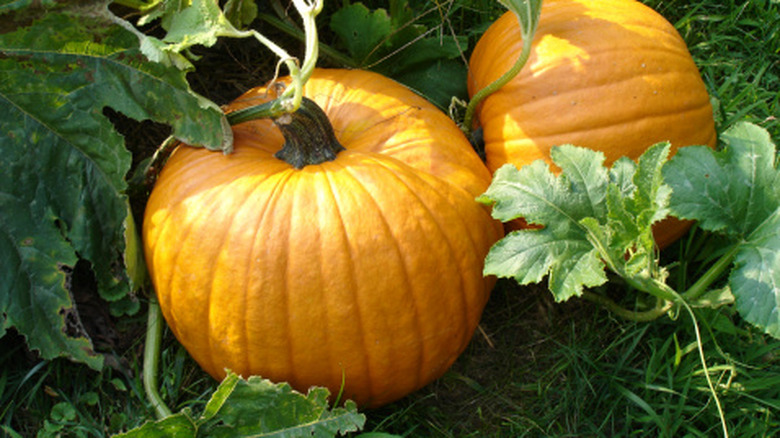Two 'Connecticut Field' pumpkins growing on the vine