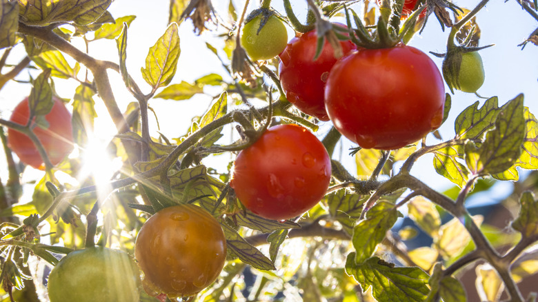 Tomatoes ripening on vines in garden