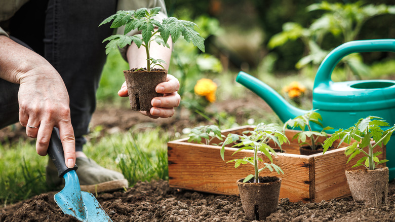 Planting tomatoes in a garden