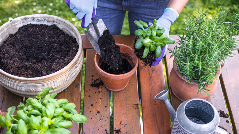 Planting herbs with gloved hands