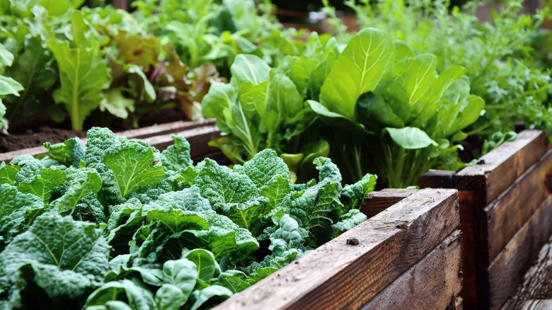 A raised garden bed growing vegetables.