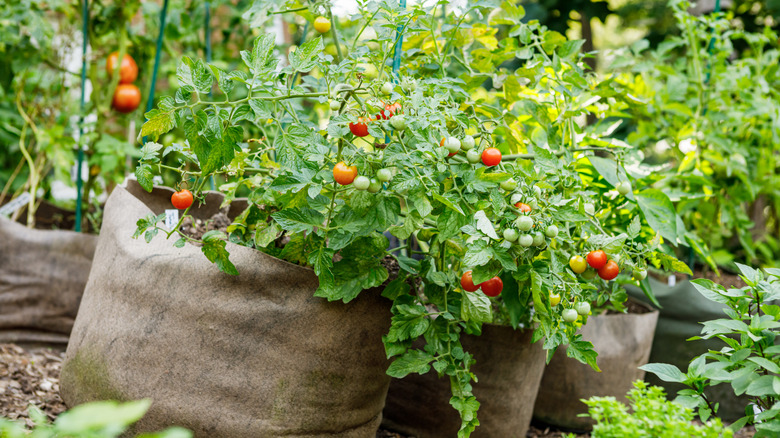 Cherry tomatoes growing in fabric containers.